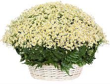 Цветочная композиция из Ромашки в корзине #REPLACE_PRED# Журавне